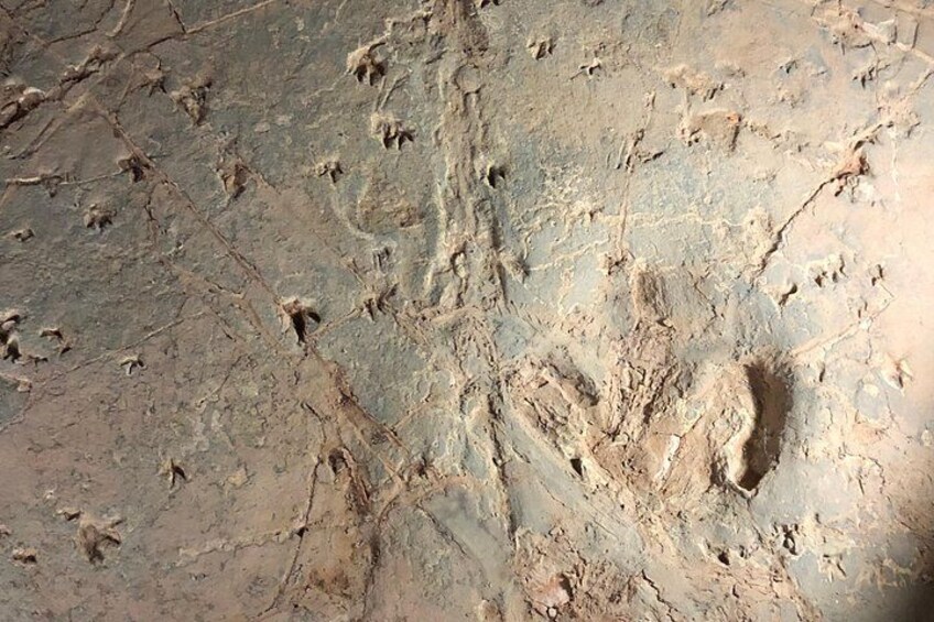 Dinosaur Stampede 3/4 Day Tour from Winton 3