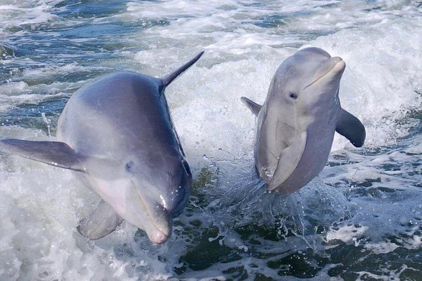 Dos delfines saltando fuera del agua. 1