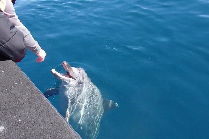 Una persona alimentando a un delfín en el agua. 3