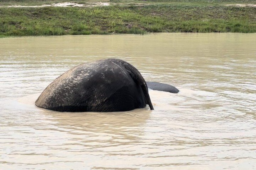 An elephant partially submerged in a muddy river. 3