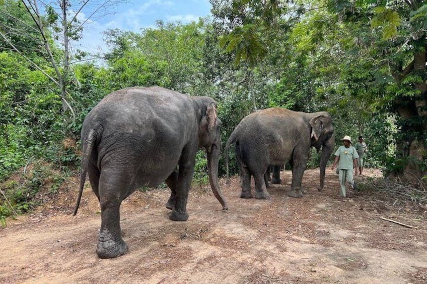 Two elephants walking on a dirt path surrounded by trees. 2
