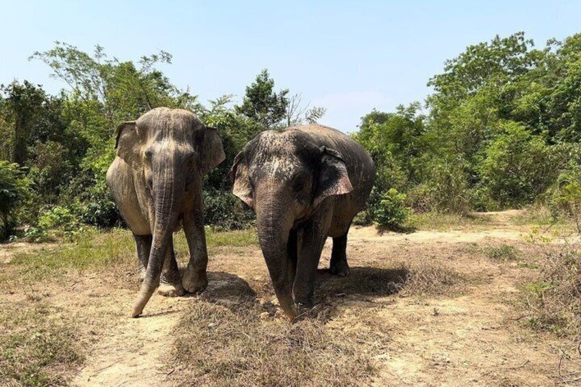 Two elephants walking on a dirt path surrounded by greenery. 4