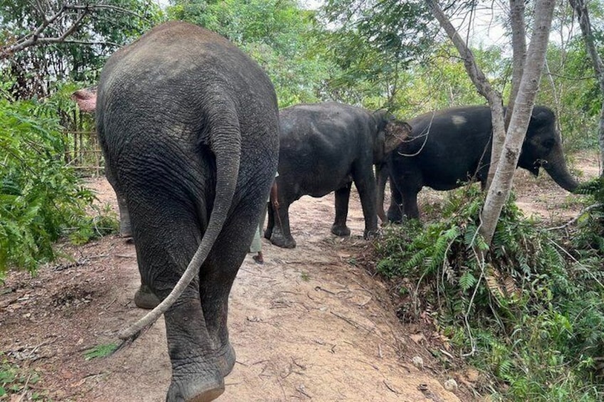 An elephant walking on a dirt path surrounded by trees. 5