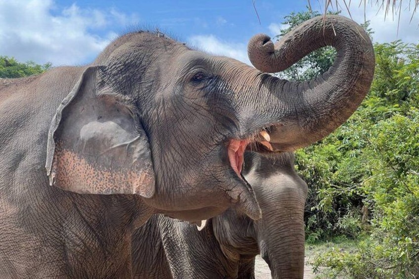 An elephant with a curved trunk, standing in a natural setting with greenery in the background. 1