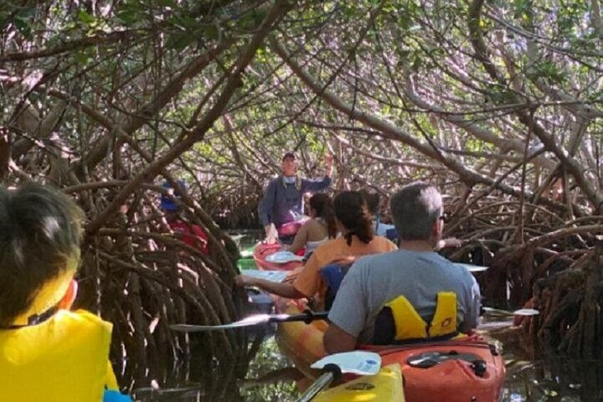People in a boat surrounded by mangrove trees. 2