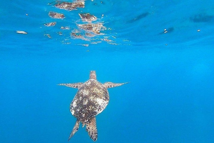Waikiki Turtle Snorkel and Sail on Hawea Catamaran 2