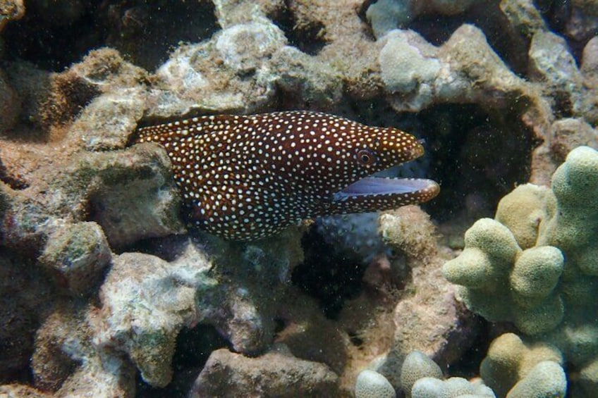 Un poisson tacheté nageant parmi des formations coralliennes. 5