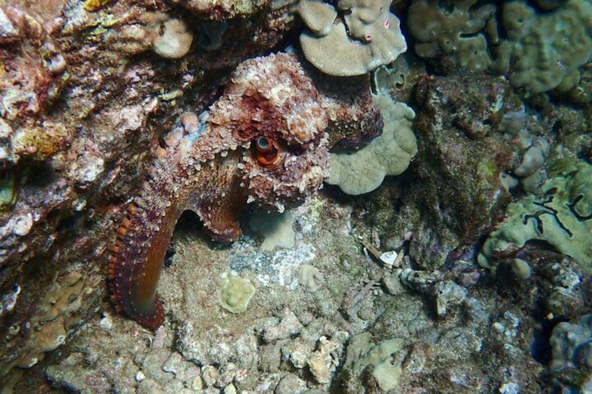 Une créature marine qui se camoufle sur une surface rocheuse sous l’eau. 4