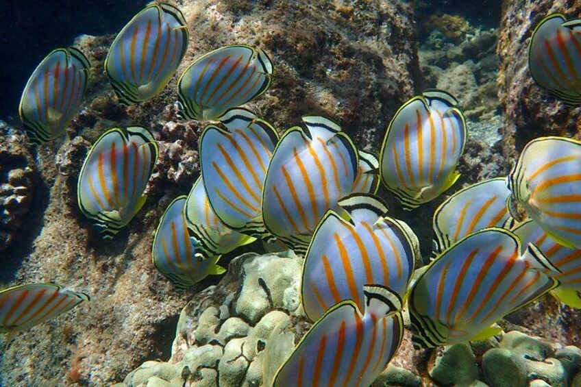 Turtle Town Clear Kayak & Snorkel Tour - Free Photos Included 2