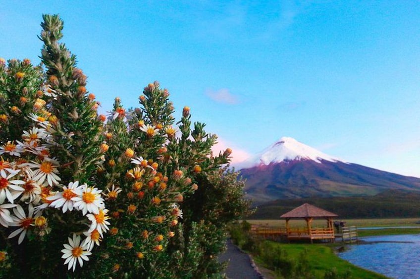 Cotopaxi Full-Day from Quito Including Entrances 4