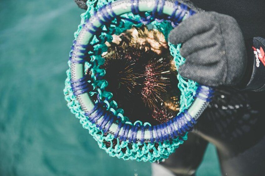 Our divers will harvest live periwinkle and urchin on your tour 2
