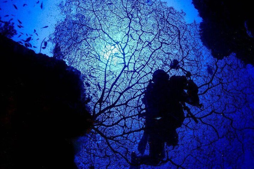 A silhouette of a person climbing a tree. 1