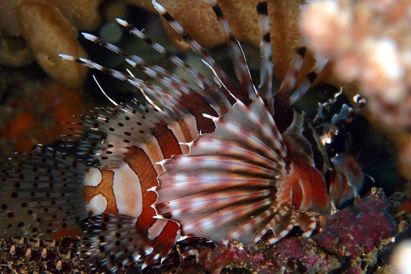 DiveGurus -Scuba Diving in Boracay 5