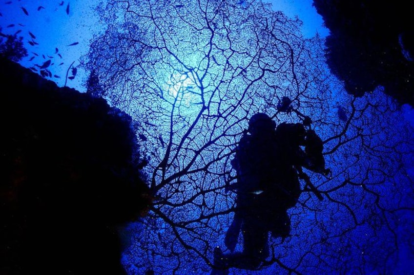 A silhouette of a person climbing a tree. 1