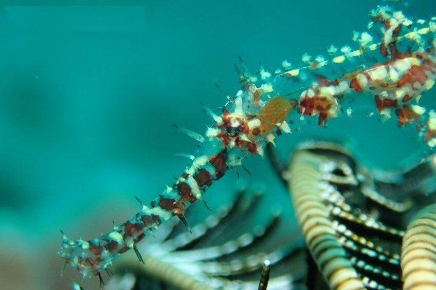 DiveGurus -Scuba Diving in Boracay 3
