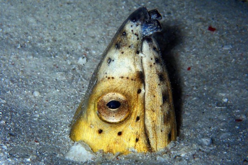 A fish with a distinctive yellow and black pattern, lying on a sandy bottom. 3