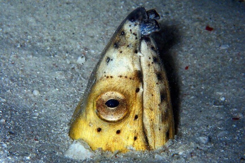 A fish with a yellow body and black spots, partially buried in sand. 3