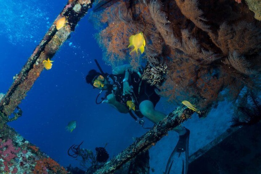 A diver exploring an underwater shipwreck with coral and fish. 5