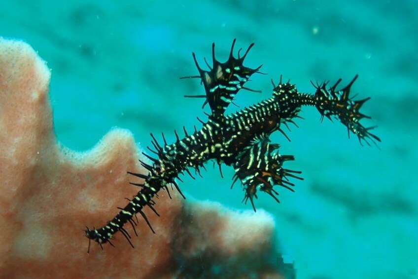 DiveGurus -Scuba Diving in Boracay 4