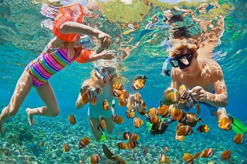 This isn't your average sightseeing tour! One of our 16 Stops is to Snorkel on the North Shore with Sea Turtles in their natural habitat. Come check it out! 1