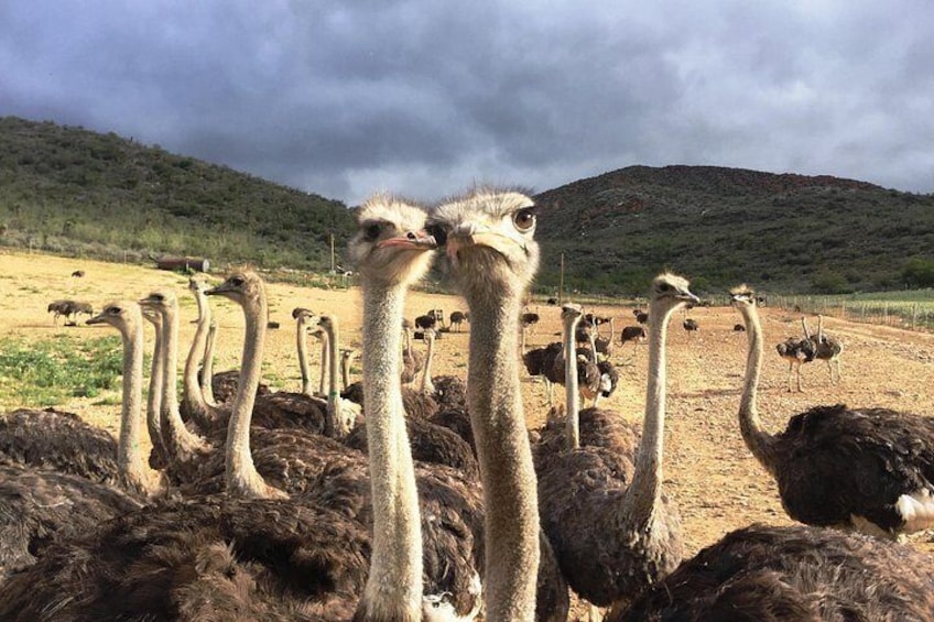 6-Day Garden Route & Addo South African Adventure from Cape Town 2