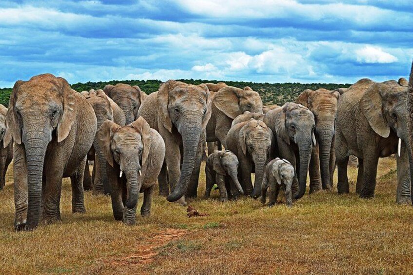 6-Day Garden Route & Addo South African Adventure from Cape Town 1