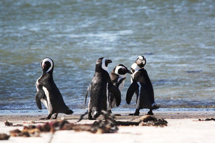 6-Day Garden Route & Addo South African Adventure from Cape Town 4