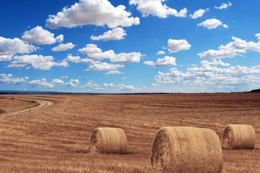 Rolling Wheat Fields 2