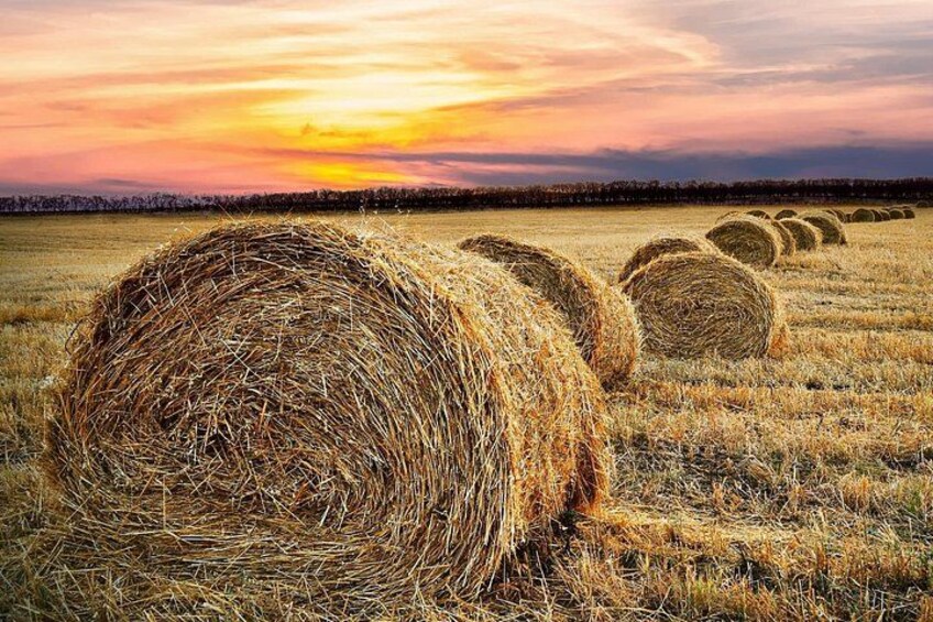 Rolling Wheat Fields 3