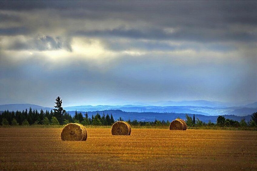 Rolling Wheat Fields 4