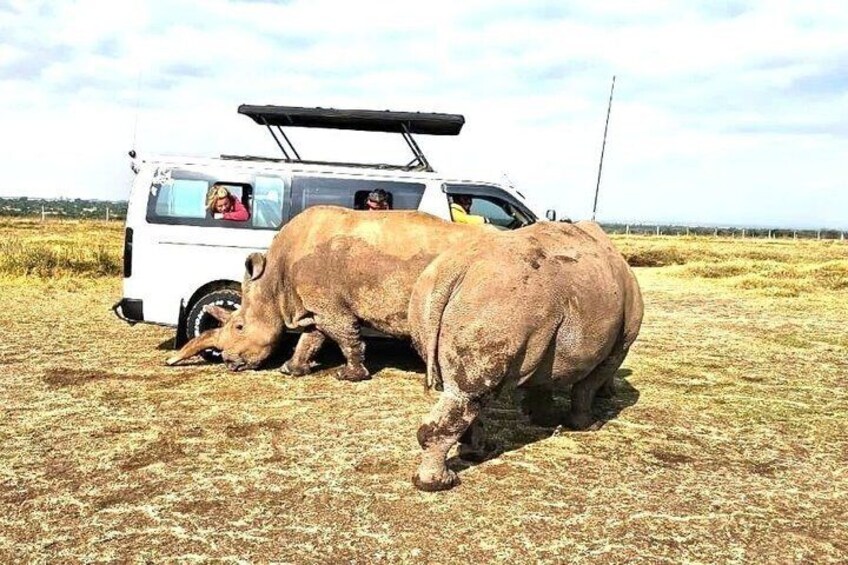 Day tour to Olpejeta Conservancy from Nairobi 2