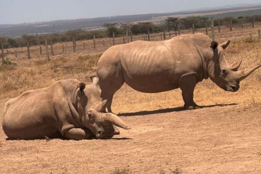 Day tour to Olpejeta Conservancy from Nairobi 4