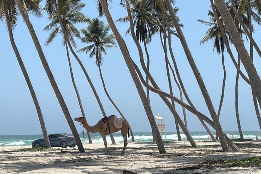 Haffa Beach 3