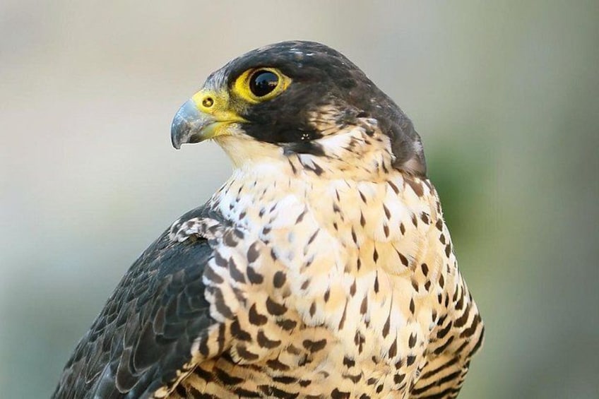 A bird with a speckled chest and a sharp beak. 1