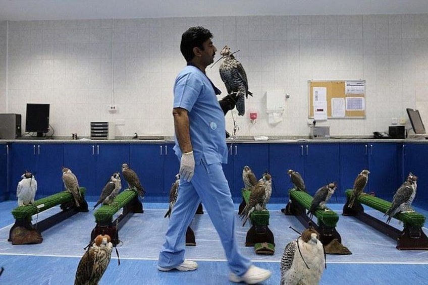 A person in blue scrubs walking in a room with multiple falconry birds on stands. 3