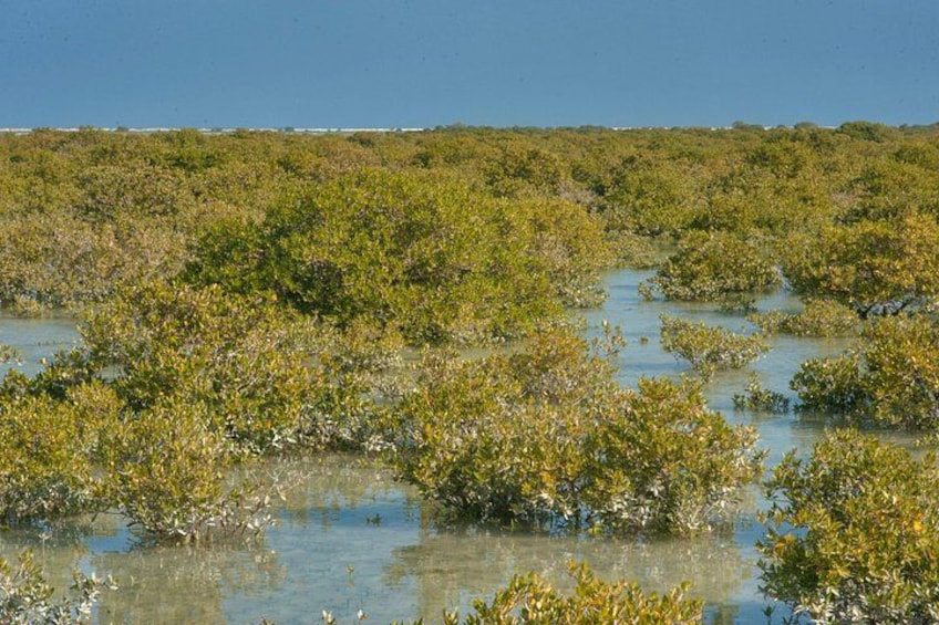 A coastal mangrove forest with dense vegetation and shallow water. 5