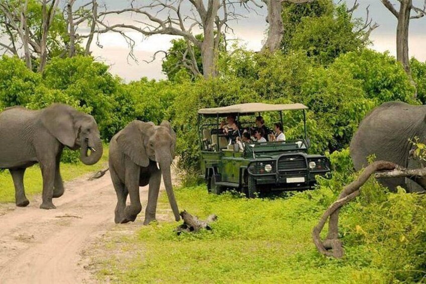 Game Drive