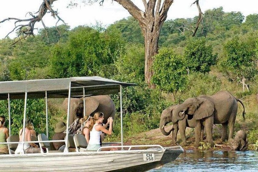 River safari cruise Chobe River 1
