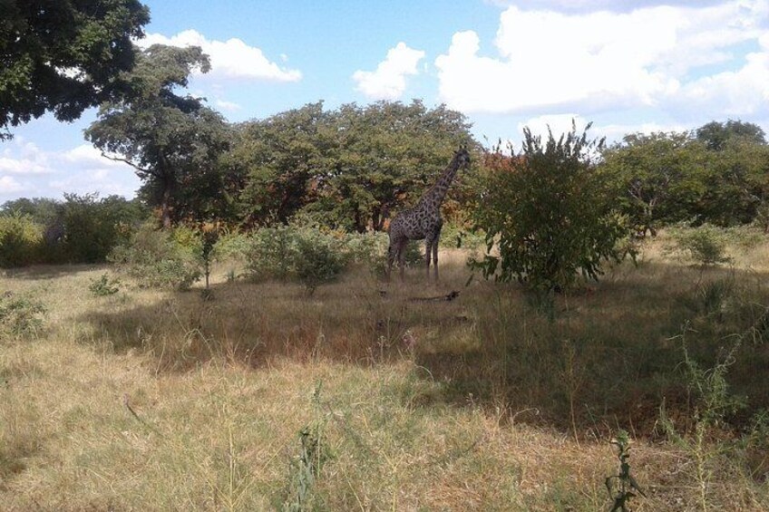 Una jirafa en un campo con árboles al fondo. 2