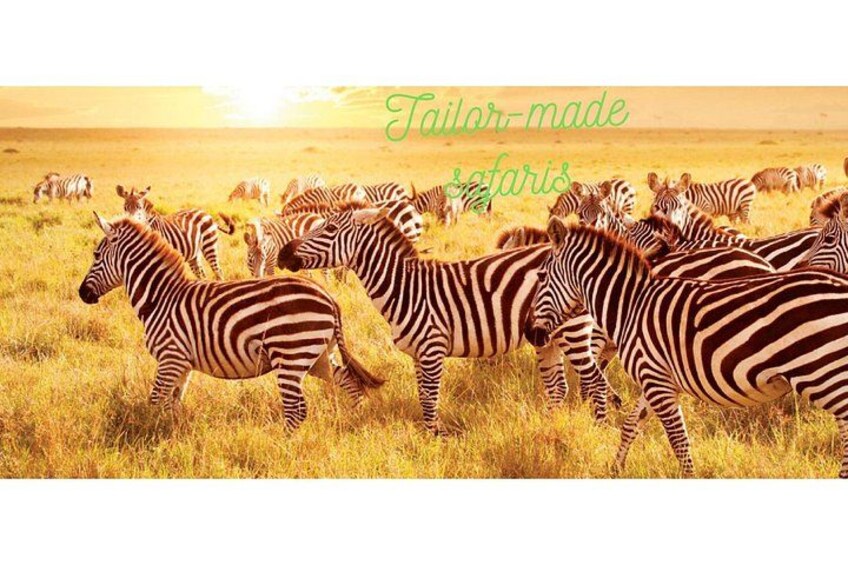 Zebraer i en græsmark med en solnedgang i baggrunden. 2