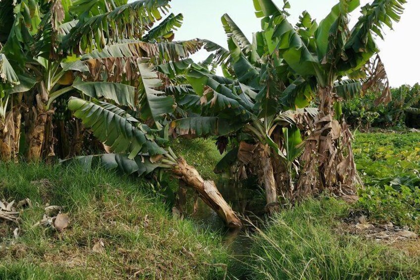 Salalah´s plantations