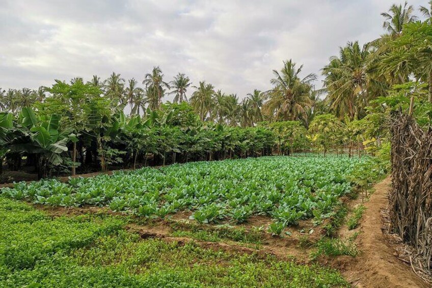 Salalah´s plantations