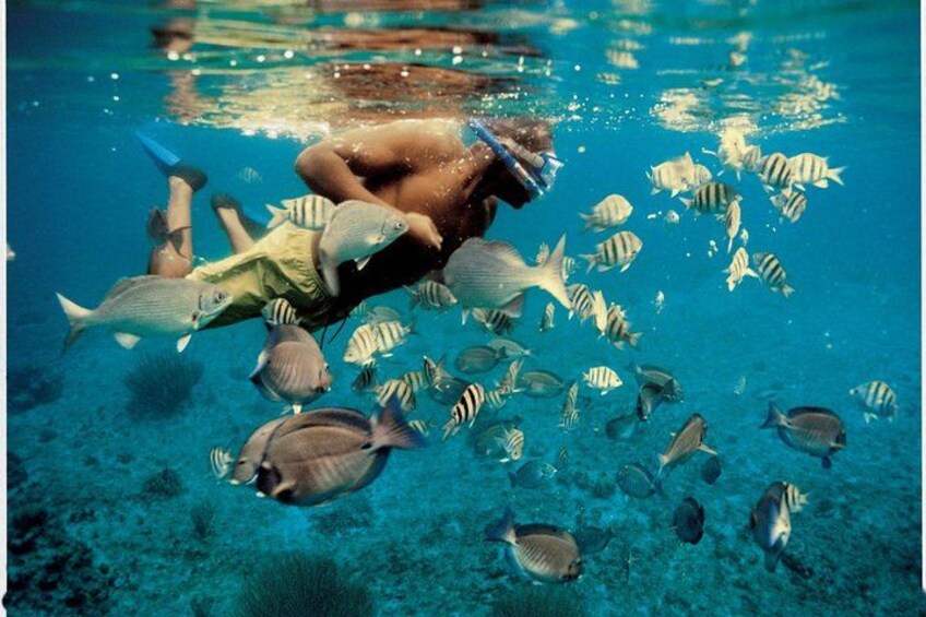 En person snorkler under vandet sammen med en stribe af fisk. 5