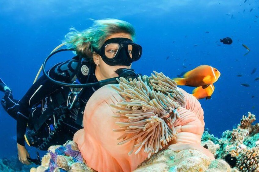 En dykker med en stor anemon på skulderen, omgivet af koral og fisk i havet. 4