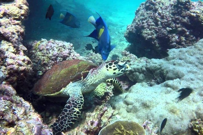 Dimaniyat Island from Muscat,Oman day tours 3