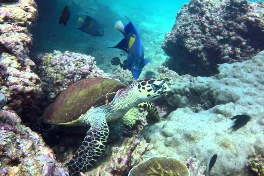 Een zeeschildpad zwemt langs een koraalrif met diverse vissen. 2