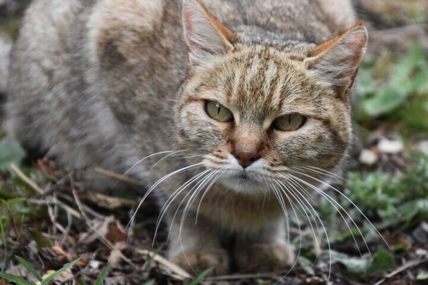 Pure African Wild Cat at Tenikwa