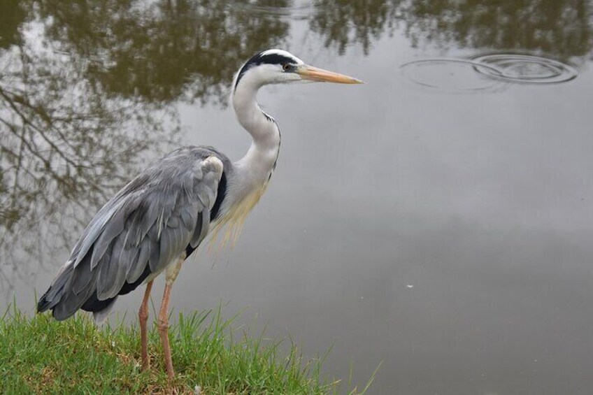 A large variety of birds to photograph
