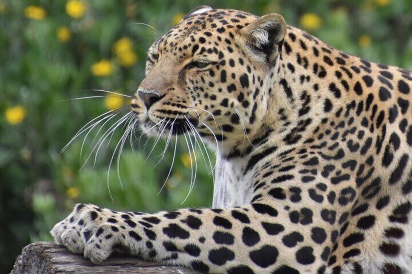 Leopard resting on a log at Tenikwa