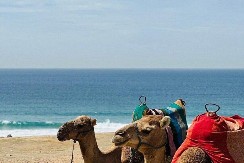 camel ride by the sea in Tangier 2